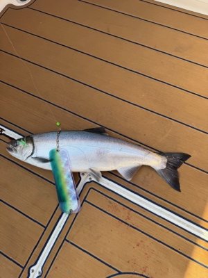 1st Salmon 2025 season.jpg