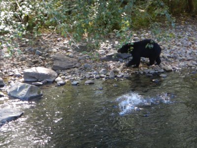 BearSpookingSalmon.JPG
