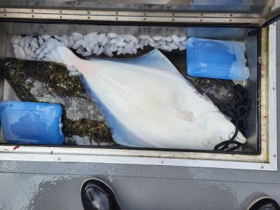3 halibut in the box.jpg