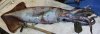 Ommastrephes_bartramii_(Neon_flying_squid),_Northern_Hawaiian_waters.jpg