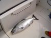 fishing 2011 038.jpg