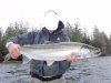 Stamp_Steelhead_2010_012.jpg