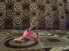 shrimp.jpg