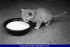 bowl of milk.jpg