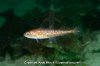 Pacific_Cod_Juvenile_003.jpg