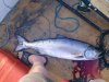 19lb chinook.jpg