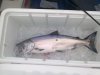 15lb white gabriola.jpg