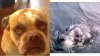 Land Seal and Water Seal.JPG