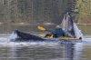 Lucky Kayaker.jpg