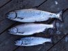 salmon.jpg