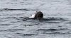 DSC_1625-Seal-01.jpg