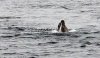 DSC_1629-Seal-02.jpg