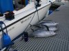 Dock n drink.jpg