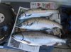 sepy 16 fish 005.jpg