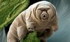 A-water-bear-Paramacrobio-010.jpg