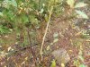 DSCN0311.jpg