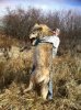 Wolf.jpg