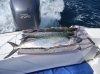 DSCN4388.jpg