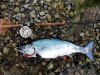 Feb 8th 16lb white.jpg