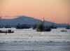 Herring fleet near Qualicum.jpg