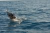 DSC_3687.jpg