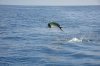 DSC_3646.jpg