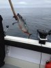 tuna 2012.jpg