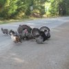 turkeys.jpg