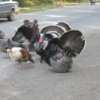 Turkeys1.jpg