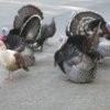 turkeys2.jpg