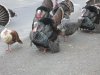 turkeys3.jpg