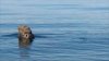 Elephant Seal.jpg