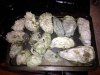 IMG_0719.jpg