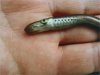 A_juvenile_pacific_lamprey_macropthalmia.jpg