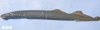 paclamprey_usgs.jpg