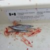 salmon food.jpg