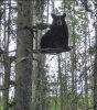 bear.jpg