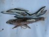 June 1 salmon stomach.jpg