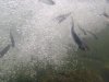 Fish in bubbles Small.jpg