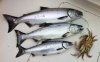 IMG_4796 coho spring.jpg