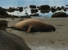 Seal 1.jpg