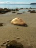 seal.jpg