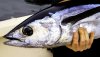 tuna 2.jpg