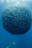 School of Fish.jpg