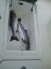 coho.jpg