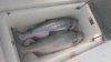 pair of white springs.jpg