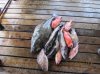 nootka 2013 009.jpg