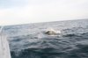 2013_08_31 - BCFishing175.jpg