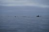 Orcas.jpg