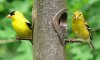 320px-American_Goldfinch-27527.jpg